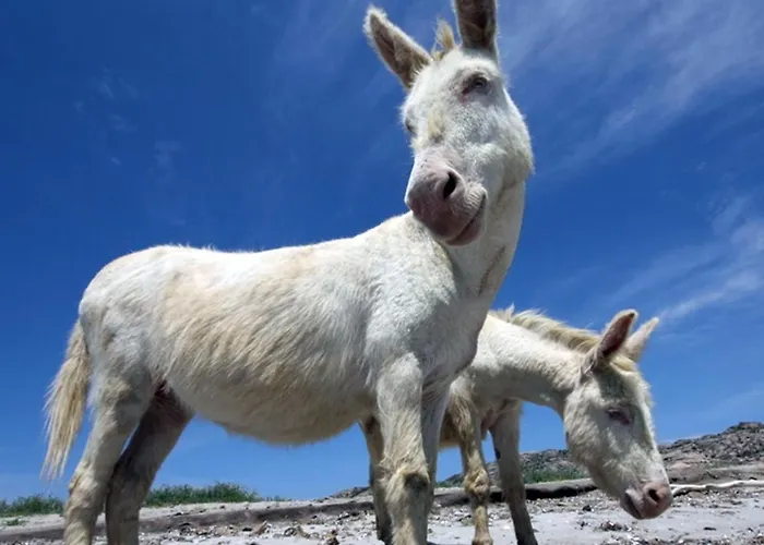 Konukevi Karamare 4*